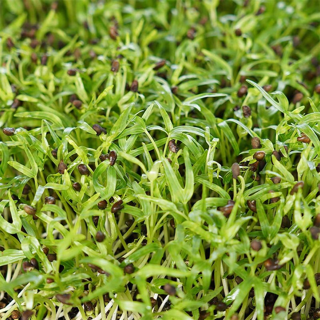 เมล็ดเพาะต้นอ่อน ผักบุ้งจีน พันธุ์เรียวไผ่ (Water convolvulus Microgreen) SUPERTOP ขนาด 1 KG.