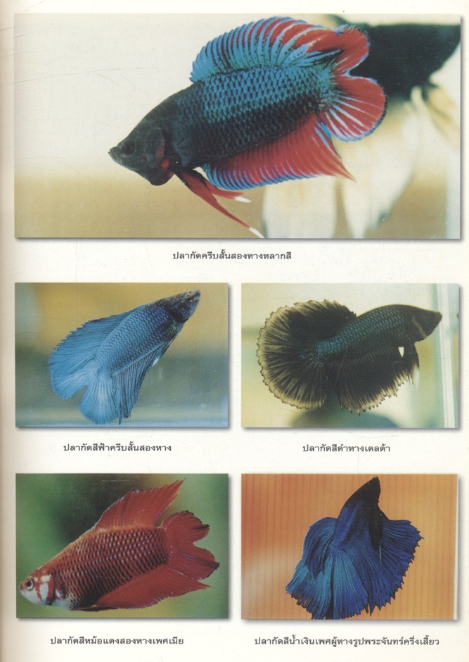 คู่มือสัตว์เลี้ยงสวยงามร่วมสมัย ชุดที่ 2 ปลากัด