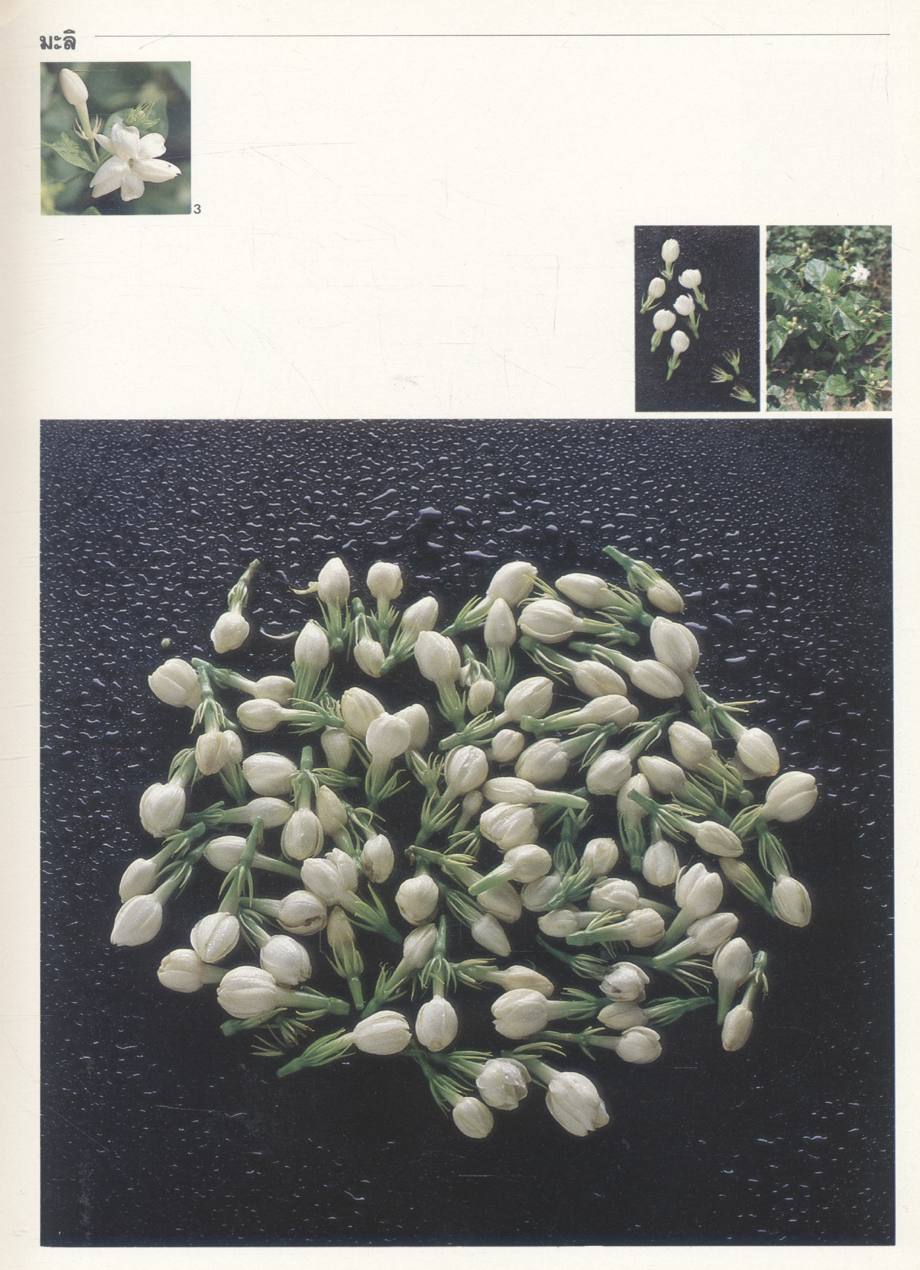 สวนสมุนไพร สมเด็จพระเทพรัตนราชสุดาฯ สยามบรมราชกุมารี