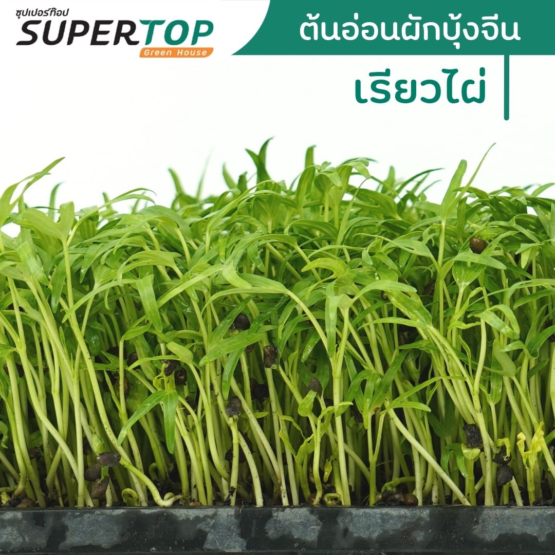 เมล็ดเพาะต้นอ่อน ผักบุ้งจีน พันธุ์เรียวไผ่ (Water convolvulus Microgreen) SUPERTOP ขนาด 1 KG.