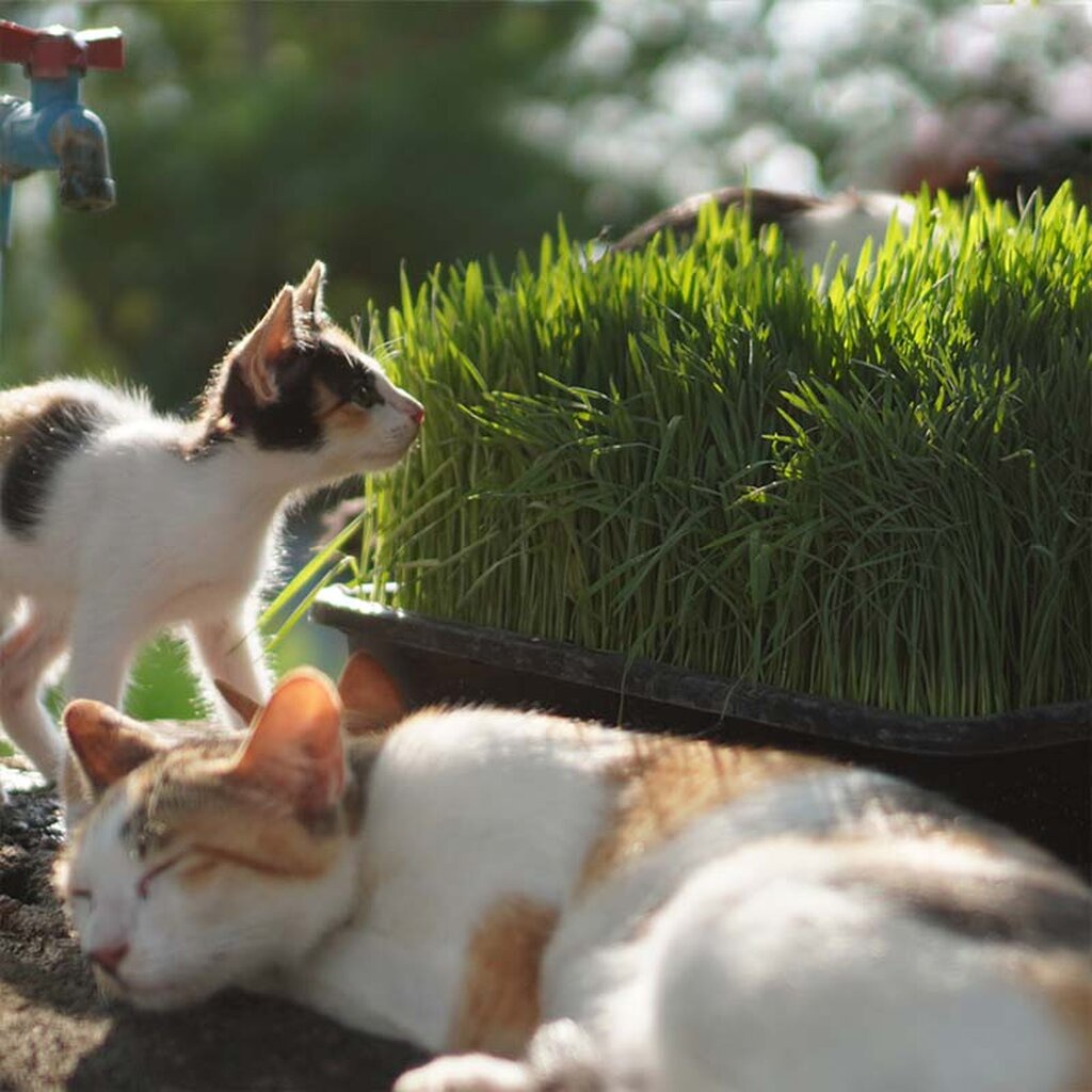 เมล็ดเพาะต้นอ่อน ข้าวสาลี (Wheatgrass Microgreen) SUPERTOP ขนาด 1 KG.