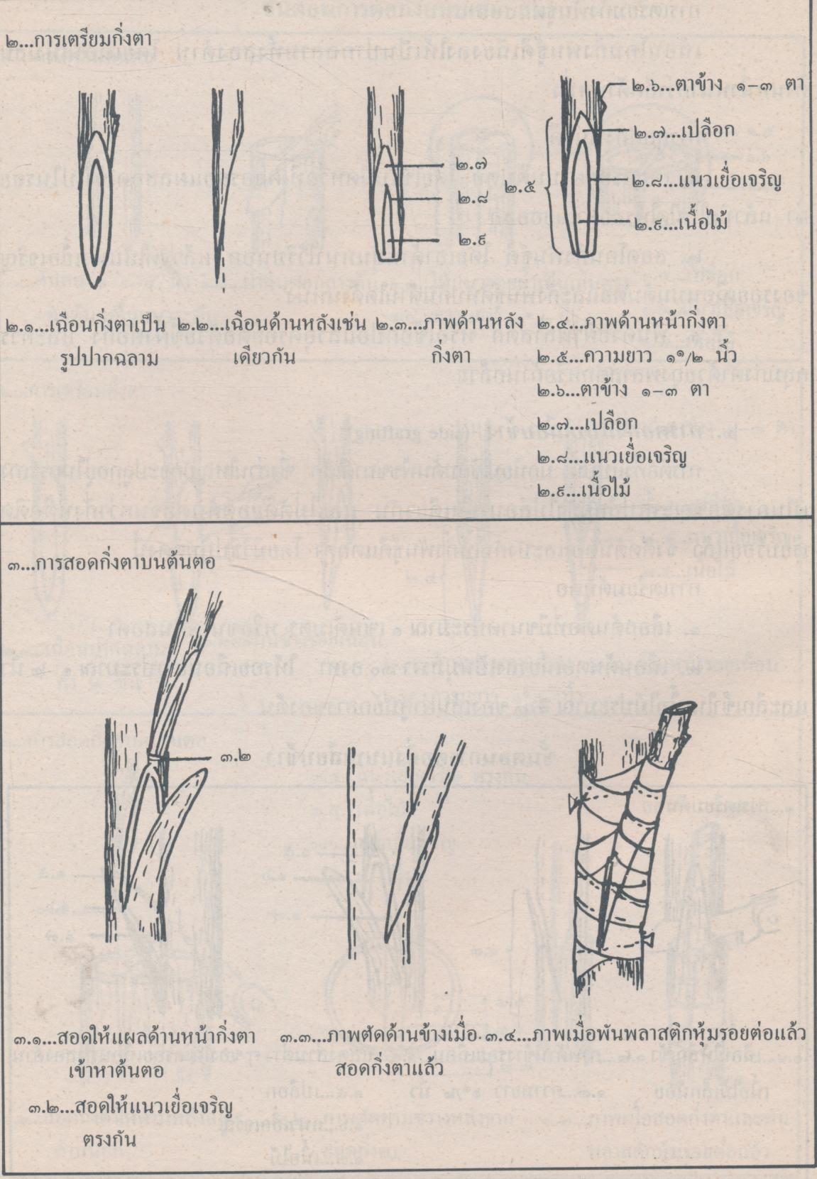 หนังสือความรู้สำหรับครู กลุ่มการงานและพื้นฐานอาชีพ ระดับประถมศึกษา การขยายพันธุ์พืช