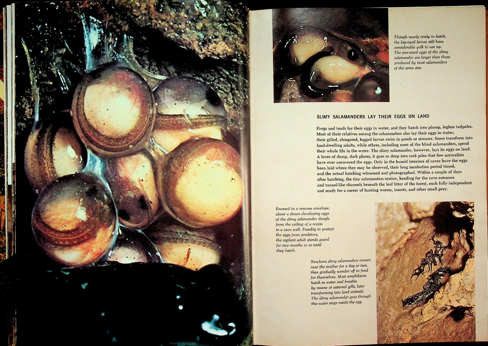 The Life of the Cave