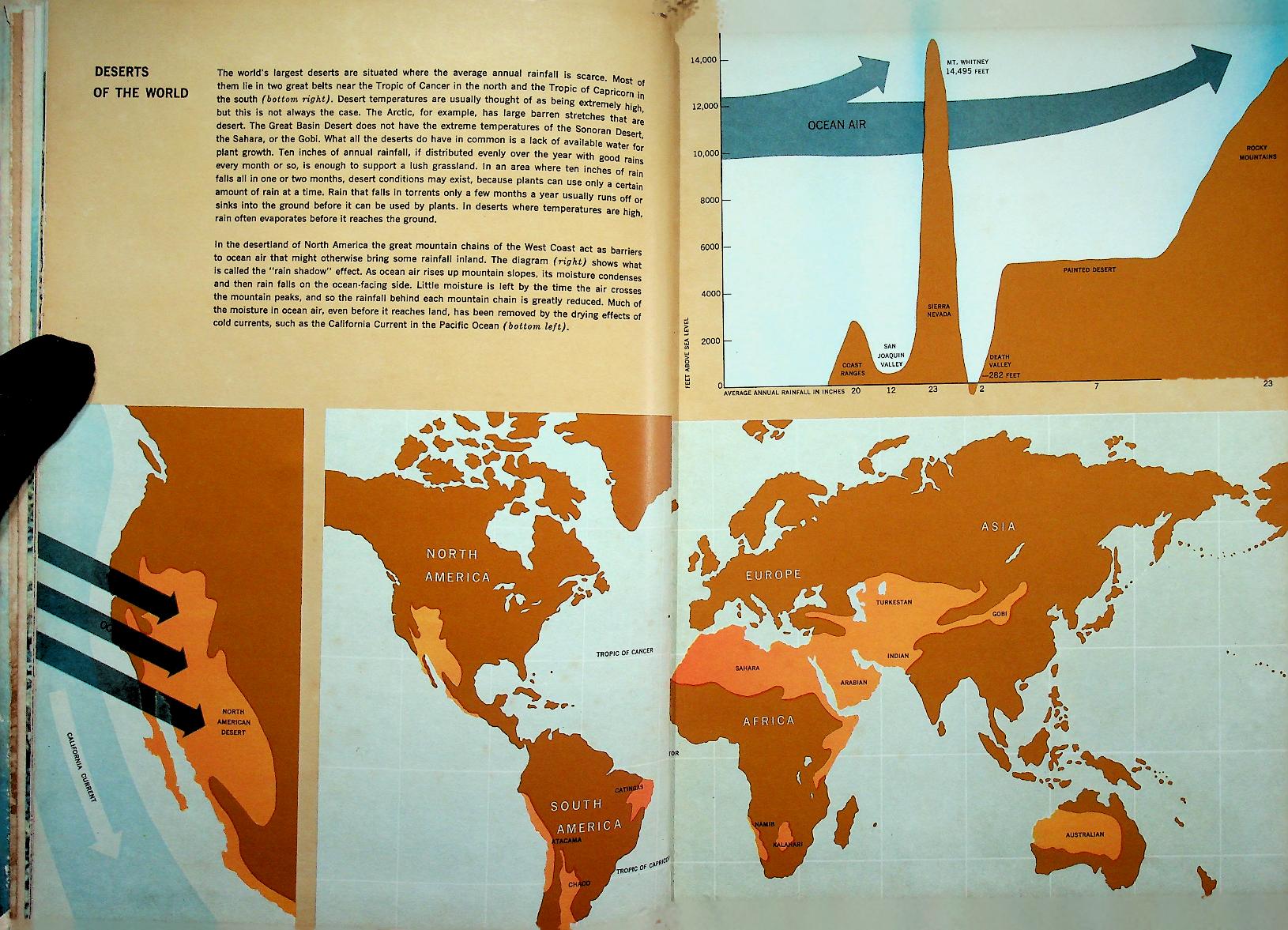 The Life of the Desert