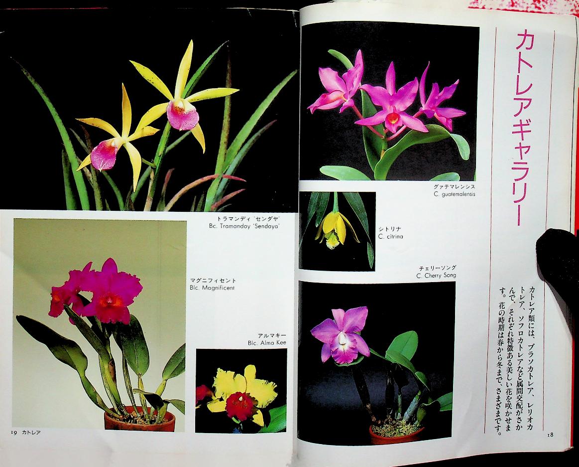 JOYFUL GREEN LIFE : Orchid (ดอกกล้วยไม้ ฉบับภาษาญี่ปุ่น)