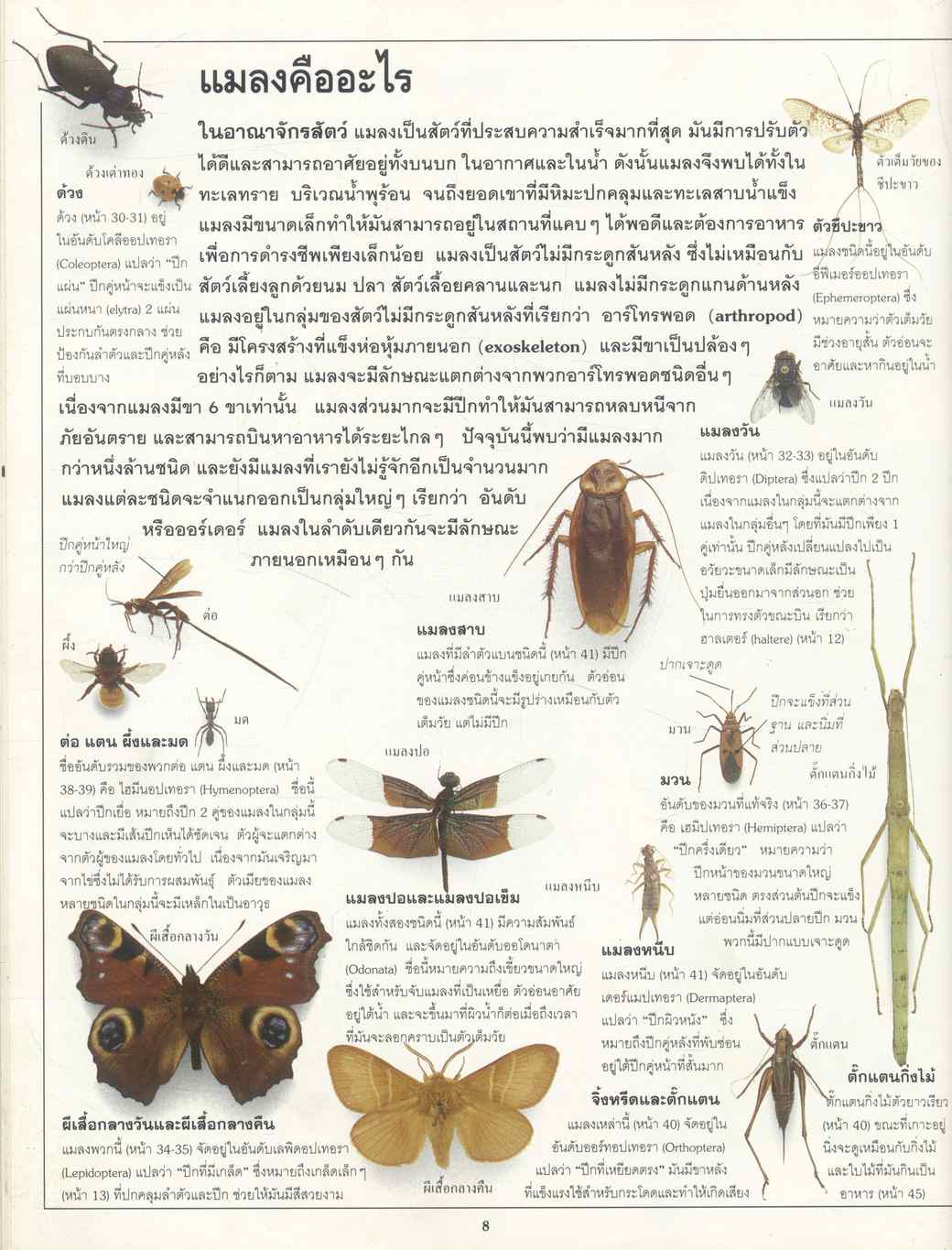 สารานุกรมชุดประทีปความรู้ แมลง