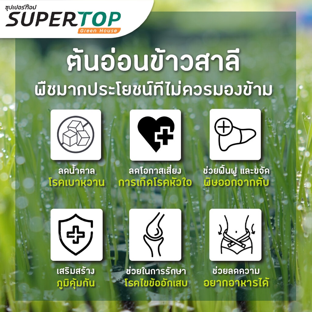 เมล็ดเพาะต้นอ่อน ข้าวสาลี (Wheatgrass Microgreen) SUPERTOP ขนาด 1 KG.