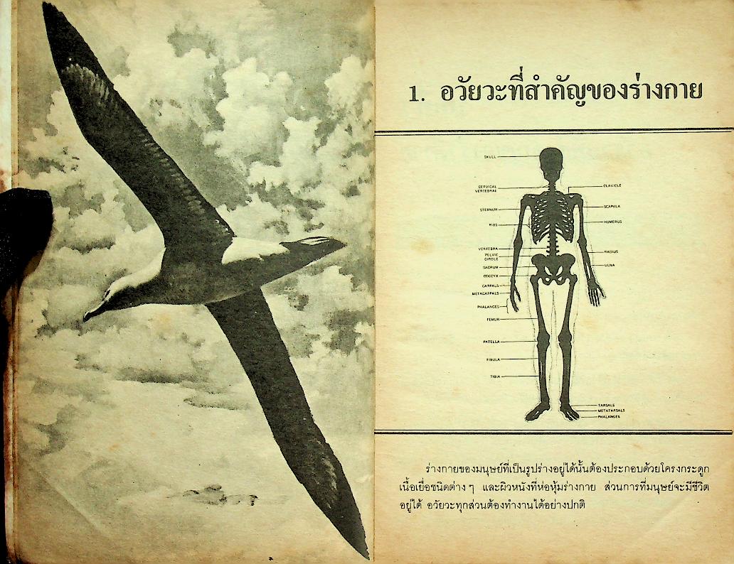 กลุ่มสร้างเสริมประสบการณ์ชีวิต วิชา วิทยาศาสตร์ ป.5 ป.6