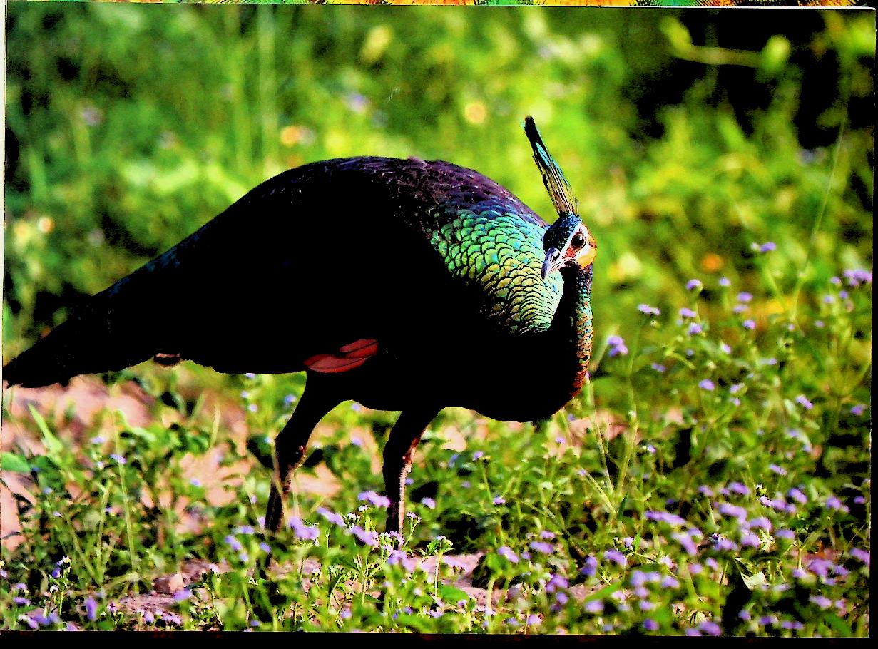ฐานที่มั่นสุดท้ายนกยูงไทย