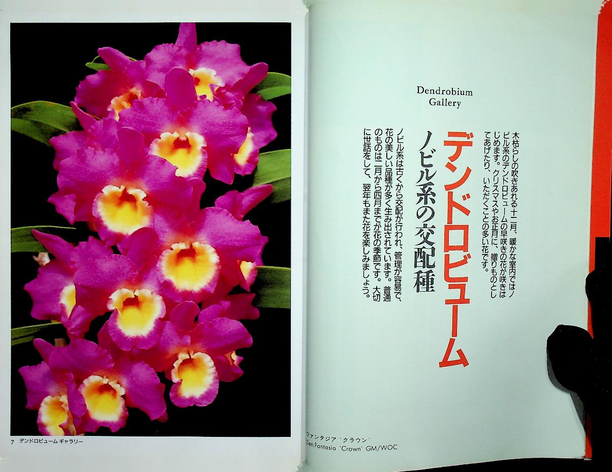 JOYFUL GREEN LIFE : Dendrobium (ดอกกล้วยไม้หวาย ฉบับภาษาญี่ปุ่น)