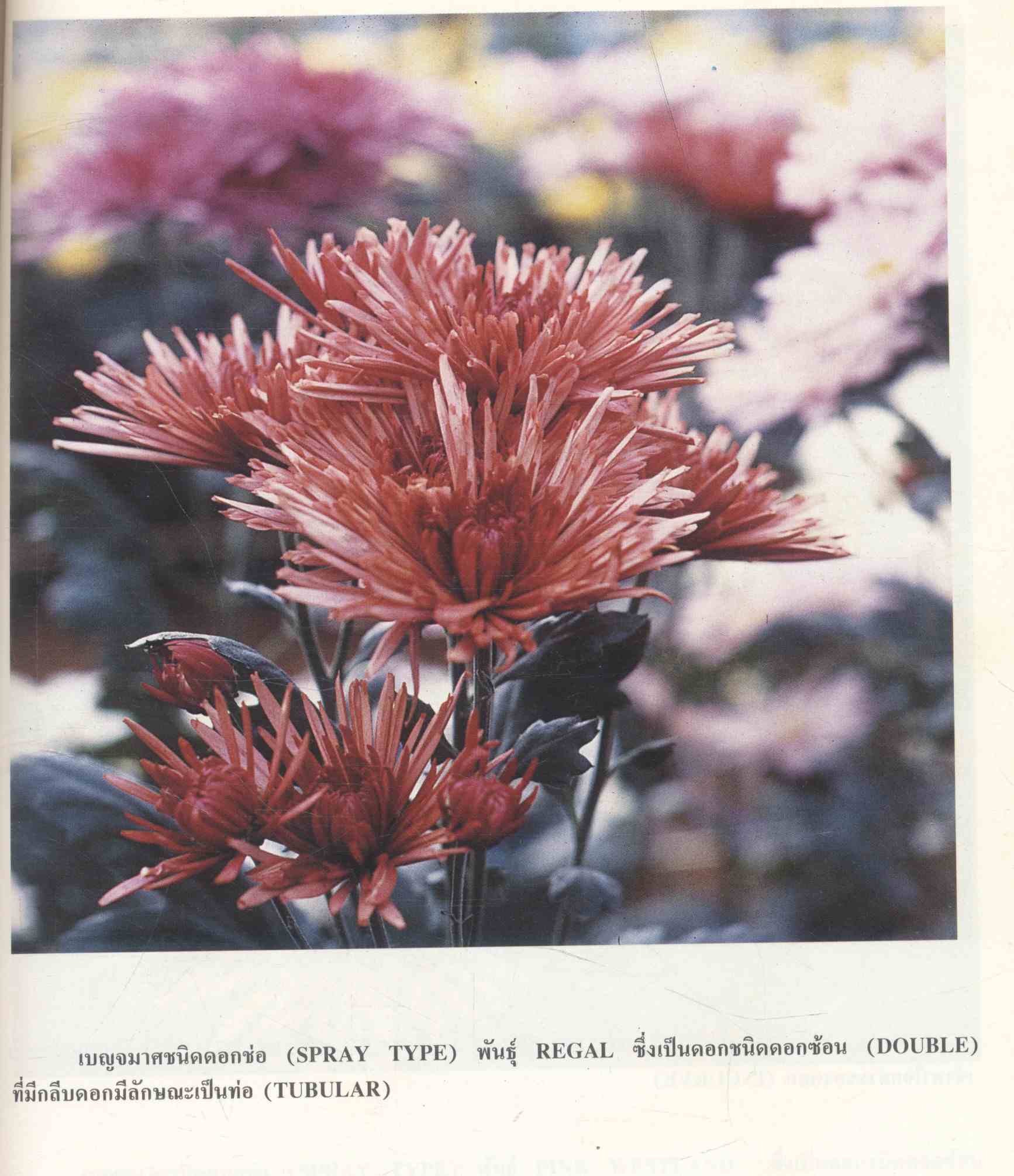 เบญจมาศ