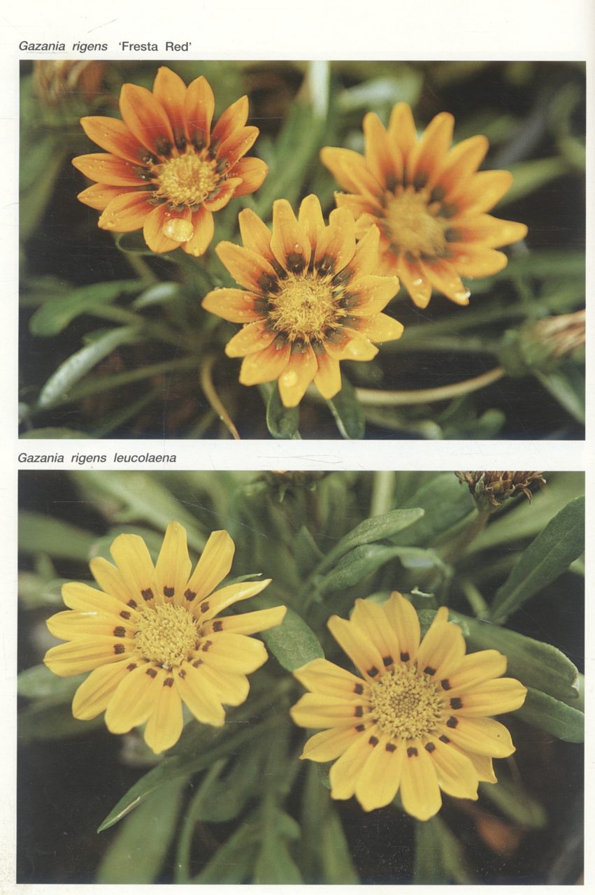 ไม้ดอกแสนสวย ไม้ดอกไม้ประดับ