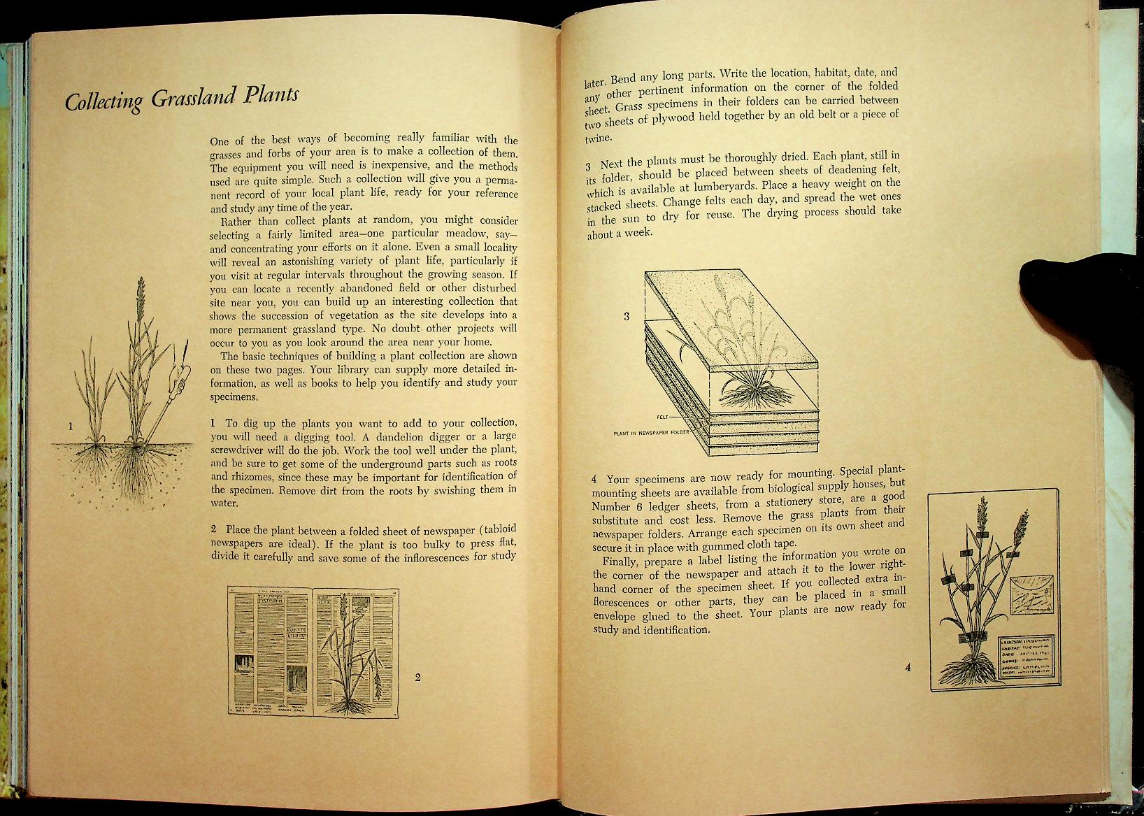 The Life of Prairies and Plains