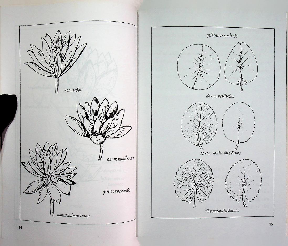 การปลูกบัว