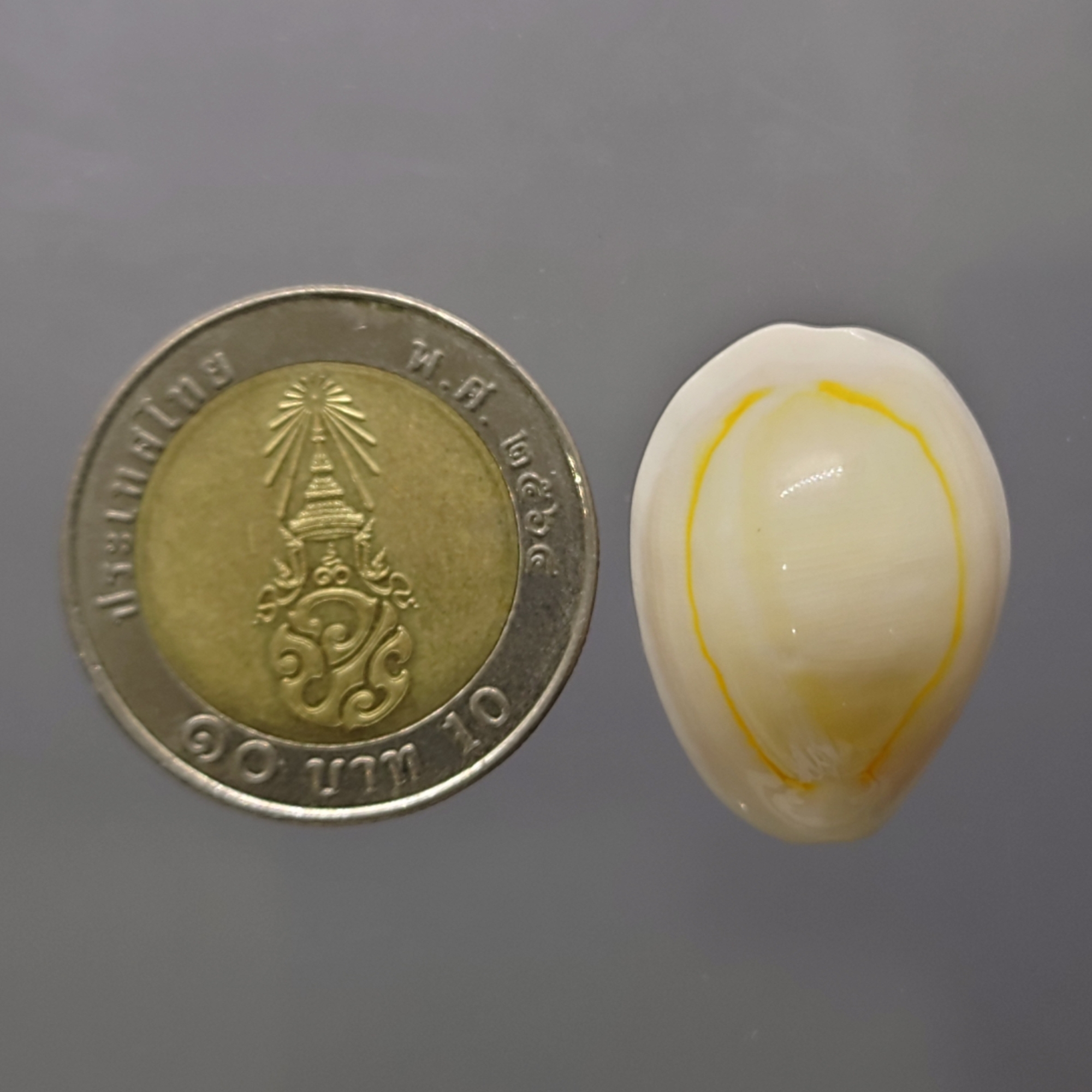 เบี้ยจั่น โบราณ