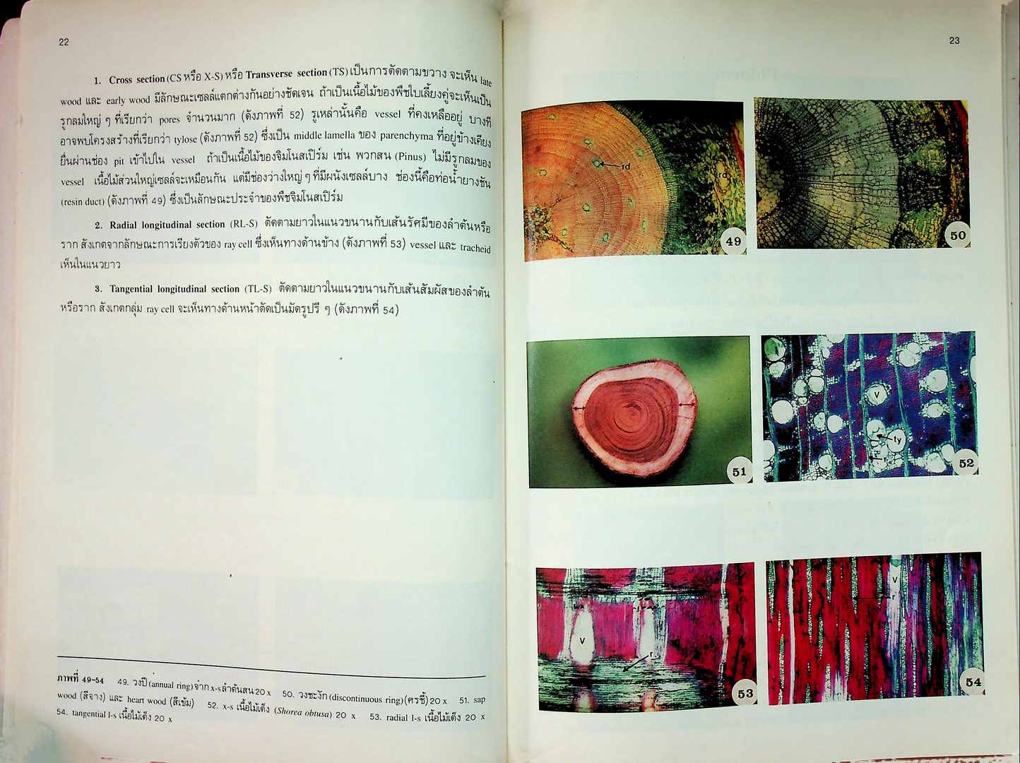 โครงสร้างภายในของพืช