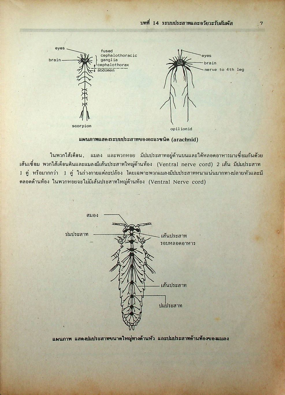 คู่มือเตรียมสอบ ชีววิทยา ม.6 เล่ม 5 ว 044