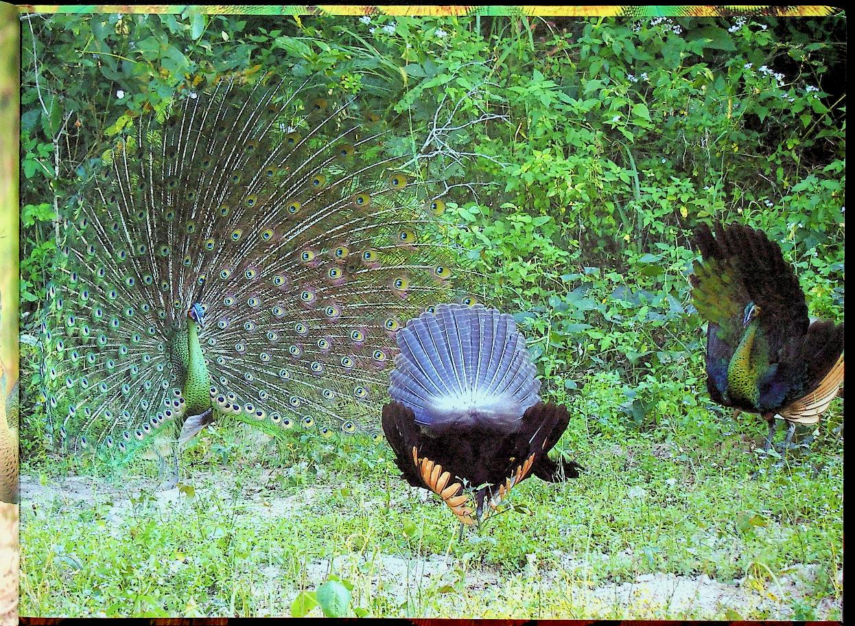 ฐานที่มั่นสุดท้ายนกยูงไทย
