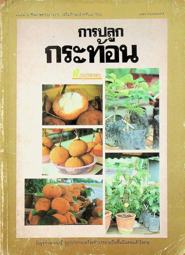 การปลูกกระท้อน