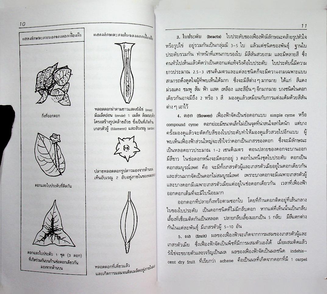 เฟื่องฟ้า