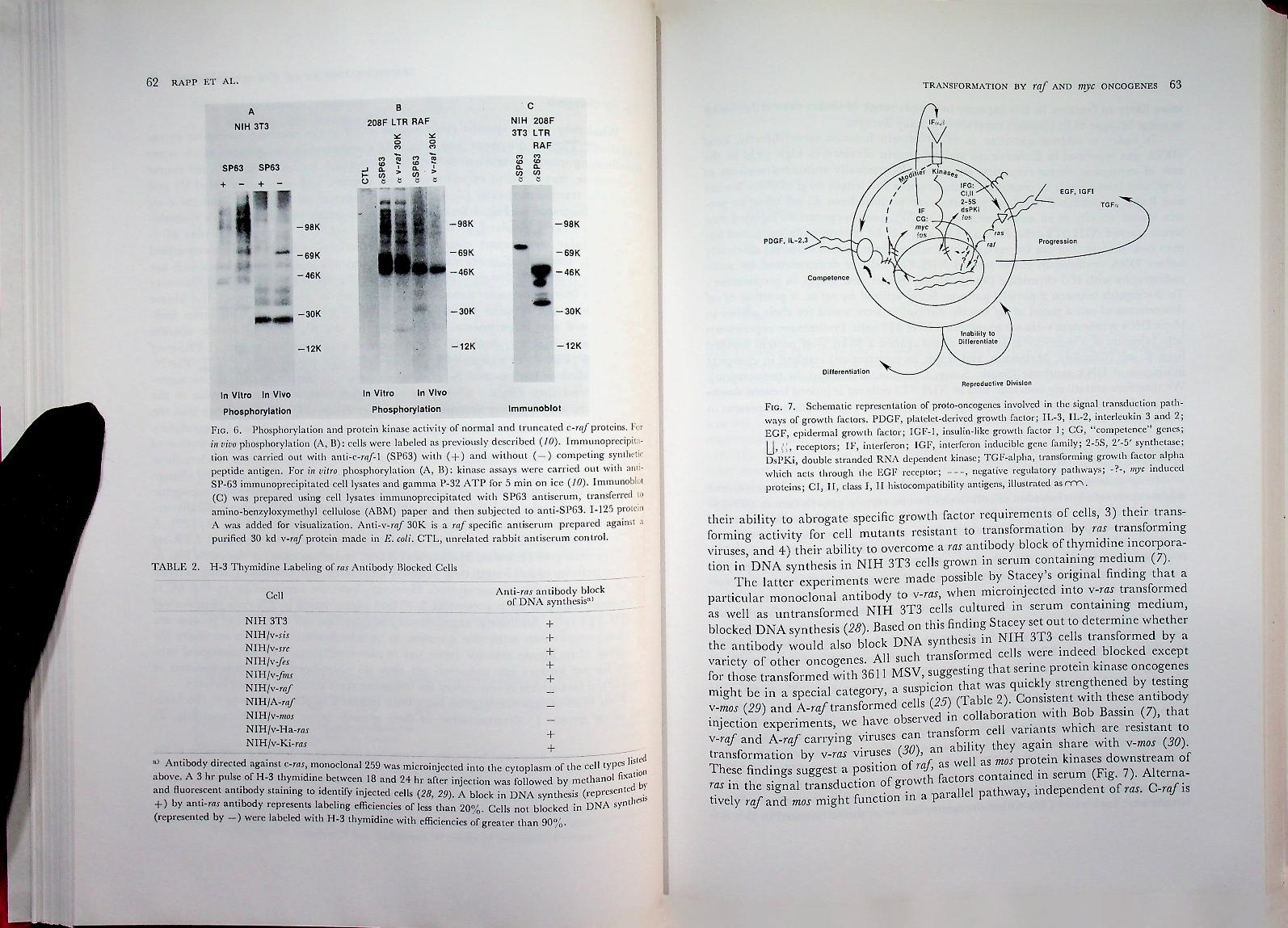 ONCOGENES AND CANCER 17