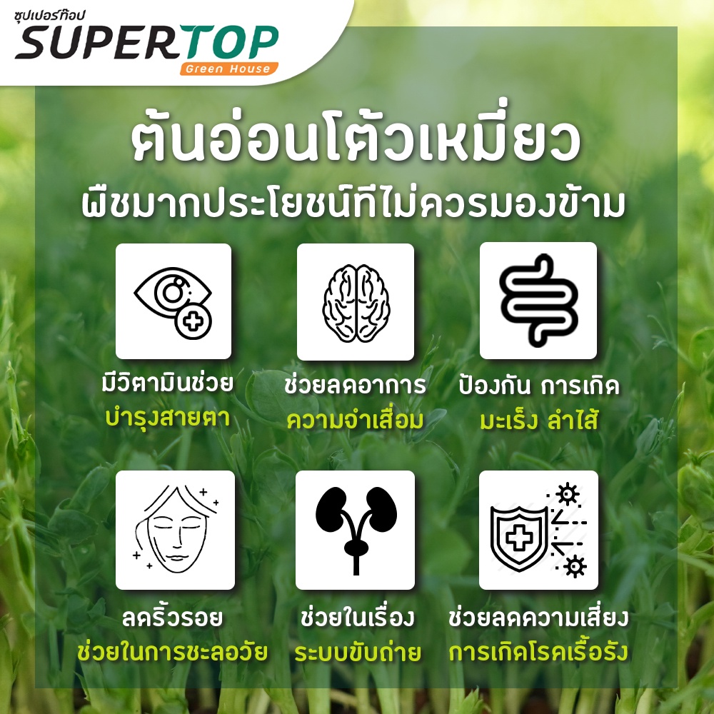 เมล็ดเพาะต้นอ่อน โต้วเหมี่ยว พันธุ์เมเปิ้ล (Pea Maple Microgreen) SUPERTOP ขนาด 1 KG.