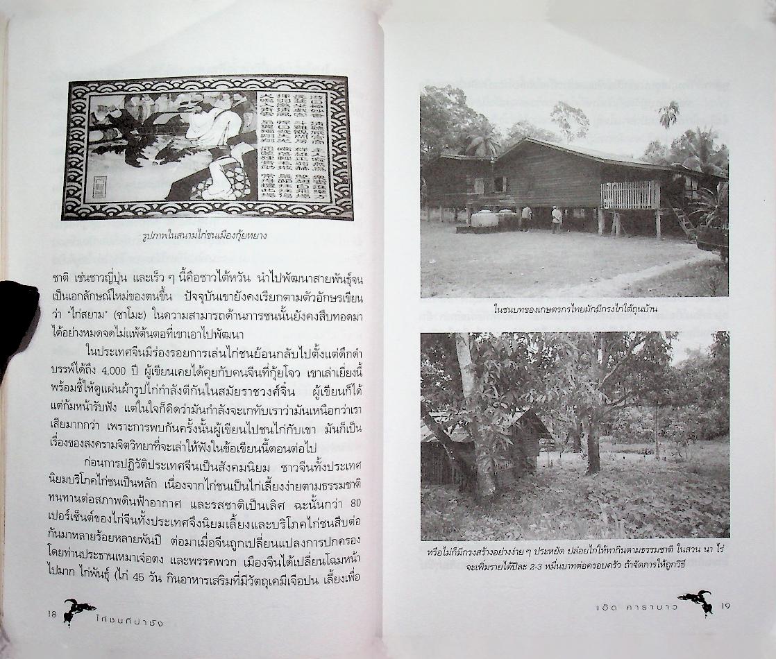 ไก่ชนที่น่าชัง