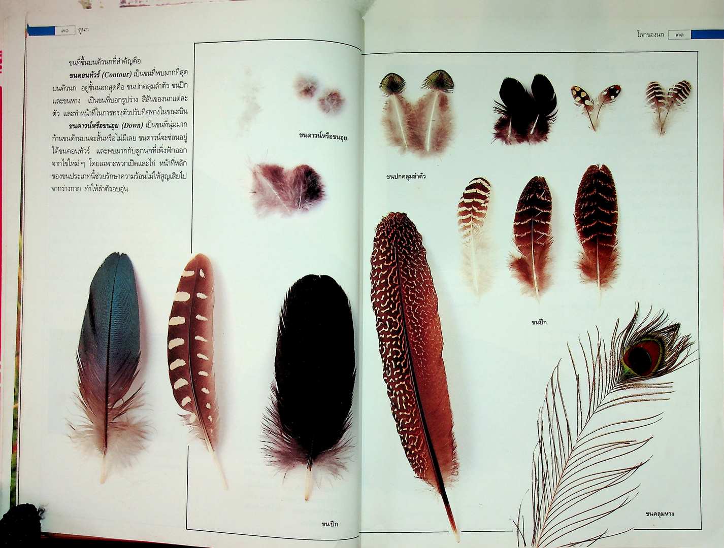 ดูนก รวมความรู้เรื่องนก และคู่มือสำหรับผู้สนใจดูนก