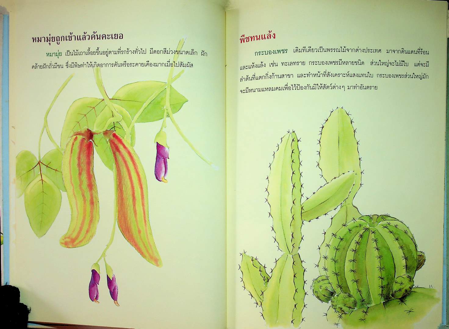 ธรรมชาติพิศดาร พืชพันธุ์