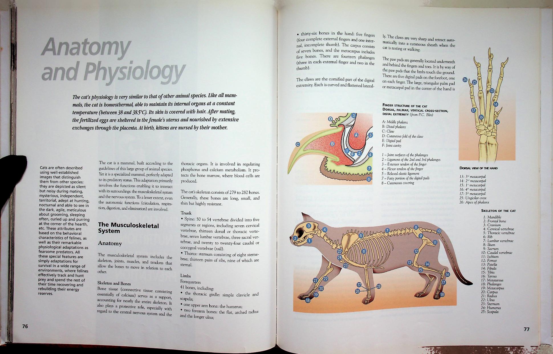 The Cat ENCYCLOPEDIA Volume 2