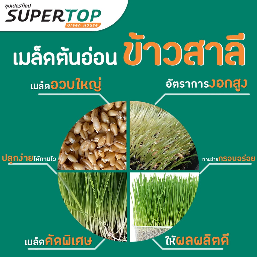 เมล็ดเพาะต้นอ่อน ข้าวสาลี (Wheatgrass Microgreen) SUPERTOP ขนาด 1 KG.