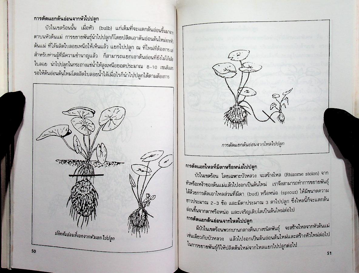 การปลูกบัว