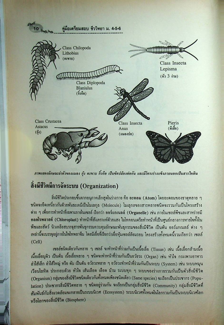 คู่มือเตรียมสอบ ชีววิทยา ม.4-5-6 กลุ่มสาระการเรียนรู้วิทยาศาสตร์ พื้นฐาน & เพิ่มเติม
