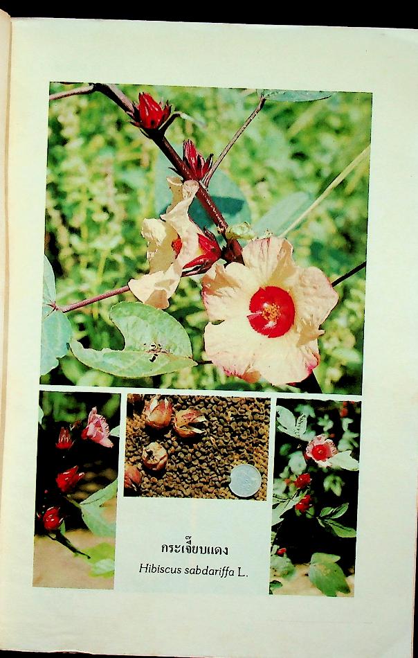 สมุนไพร อันดับที่ 02 โครงการศึกษาวิจัยสมุนไพร