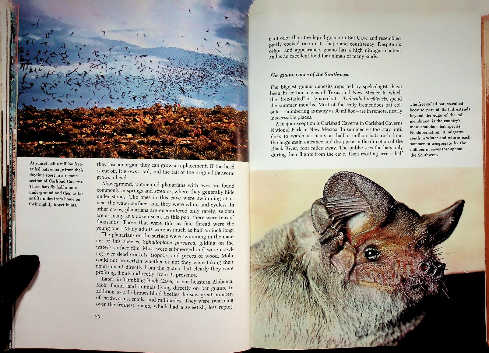 The Life of the Cave