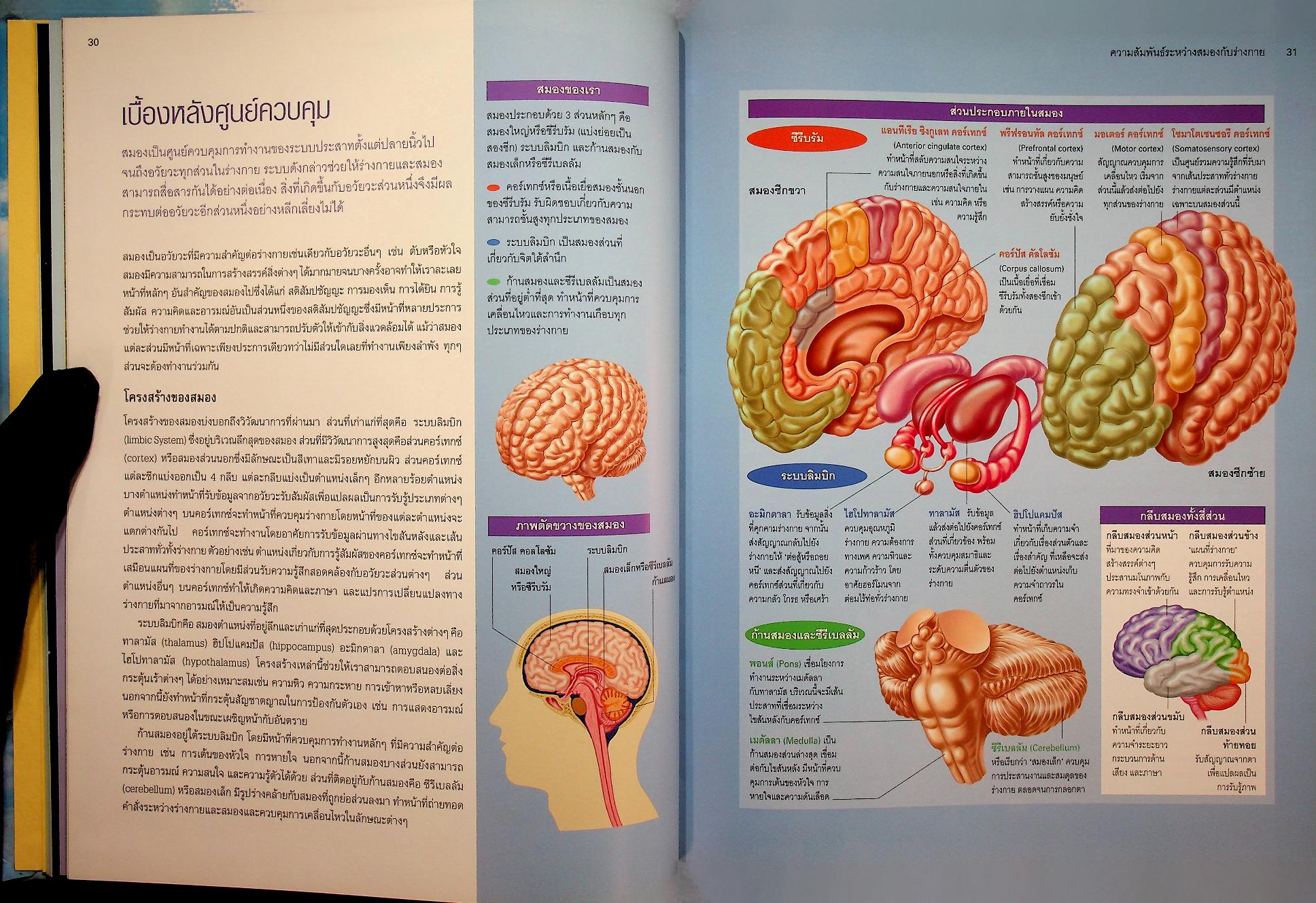เพิ่มประสิทธิภาพพลังสมอง