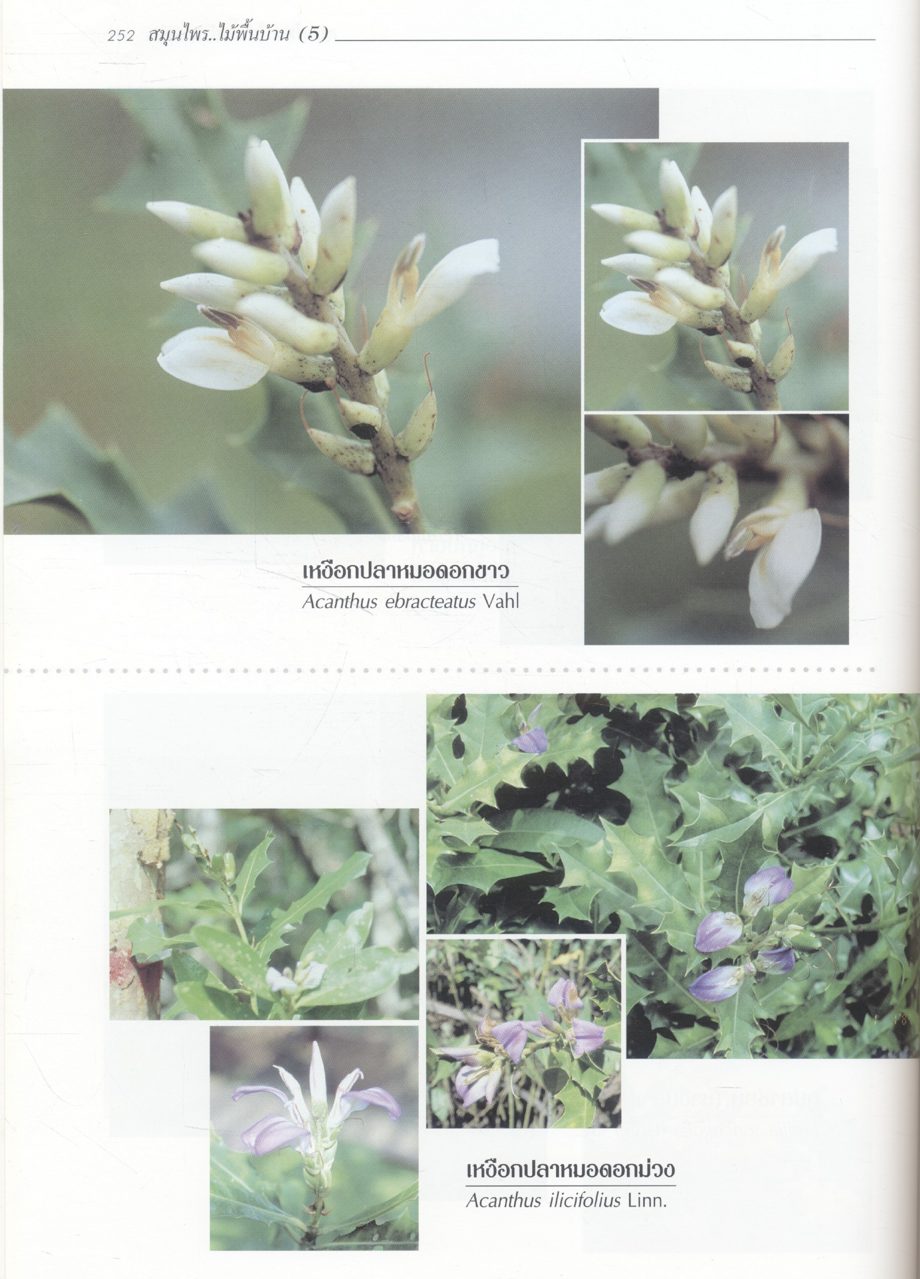 สมุนไพร ไม้พื้นบ้าน (5)