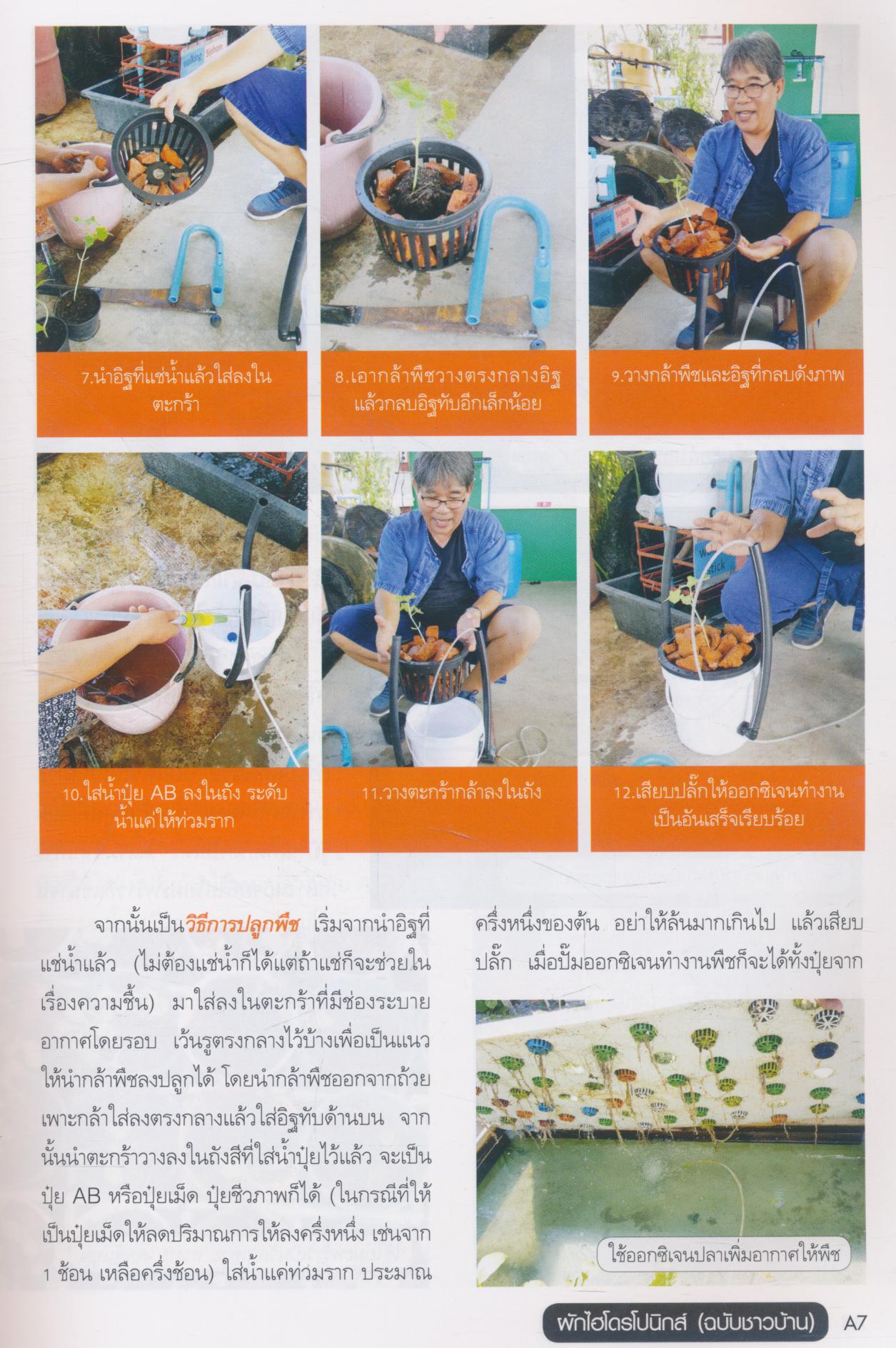 ผักไฮโดรโปนิกส์ (ฉบับชาวบ้าน)