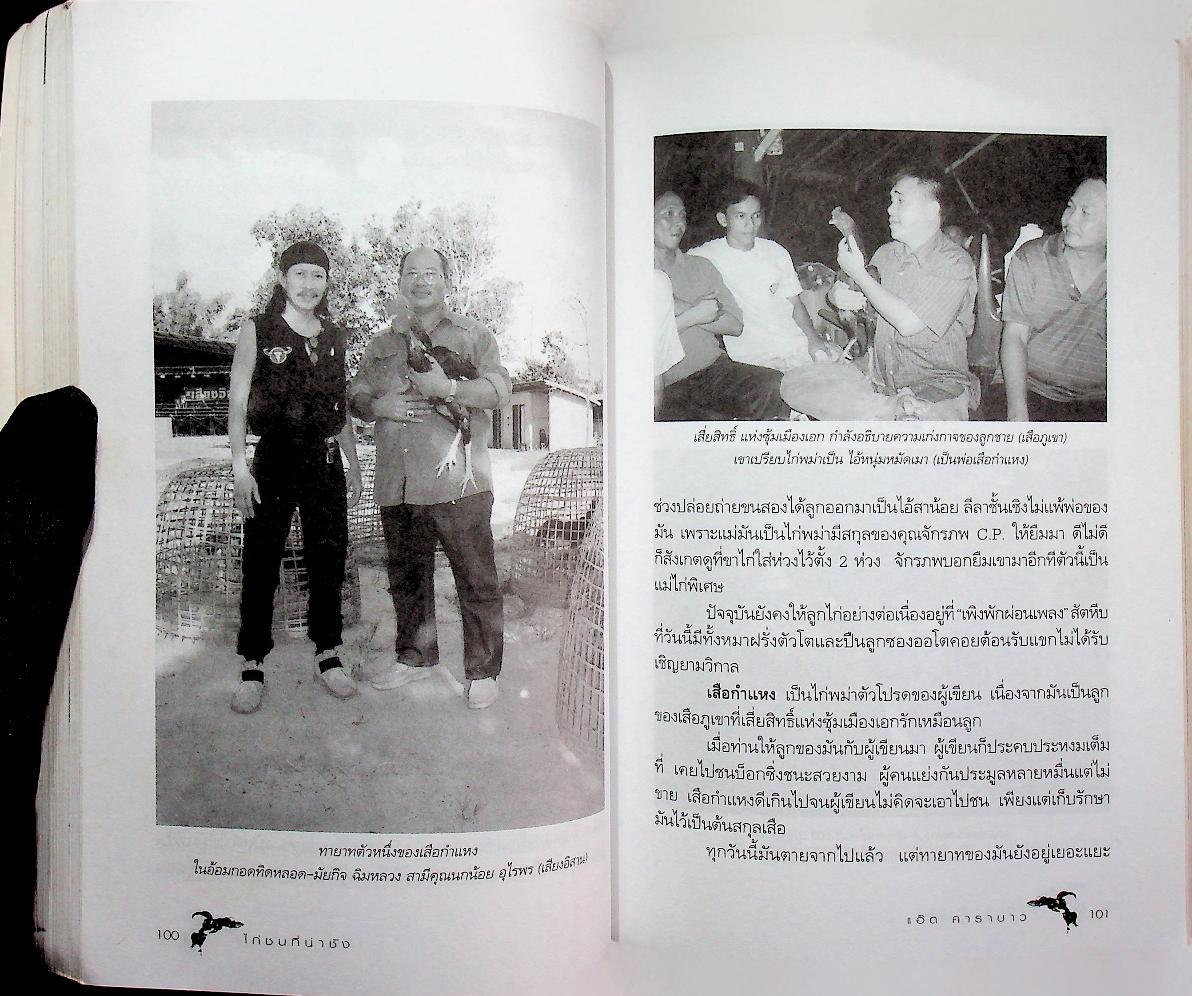 ไก่ชนที่น่าชัง