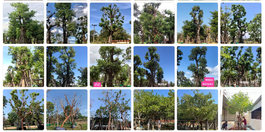 จำหน่าย ขุดย้ายไม้ล้อม พร้อมขนส่ง โทร.094-515-7920