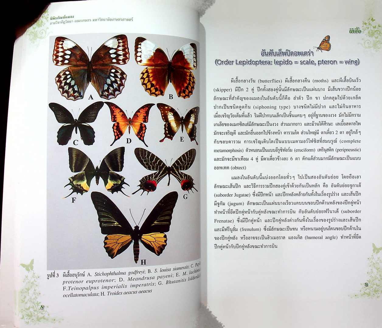 ผีเสื้อ พิพิธภัณฑ์แมลง ภาควิชากีฎวิทยา คณะเกษตร มหาวิทยาลัยเกษตรศาสตร์