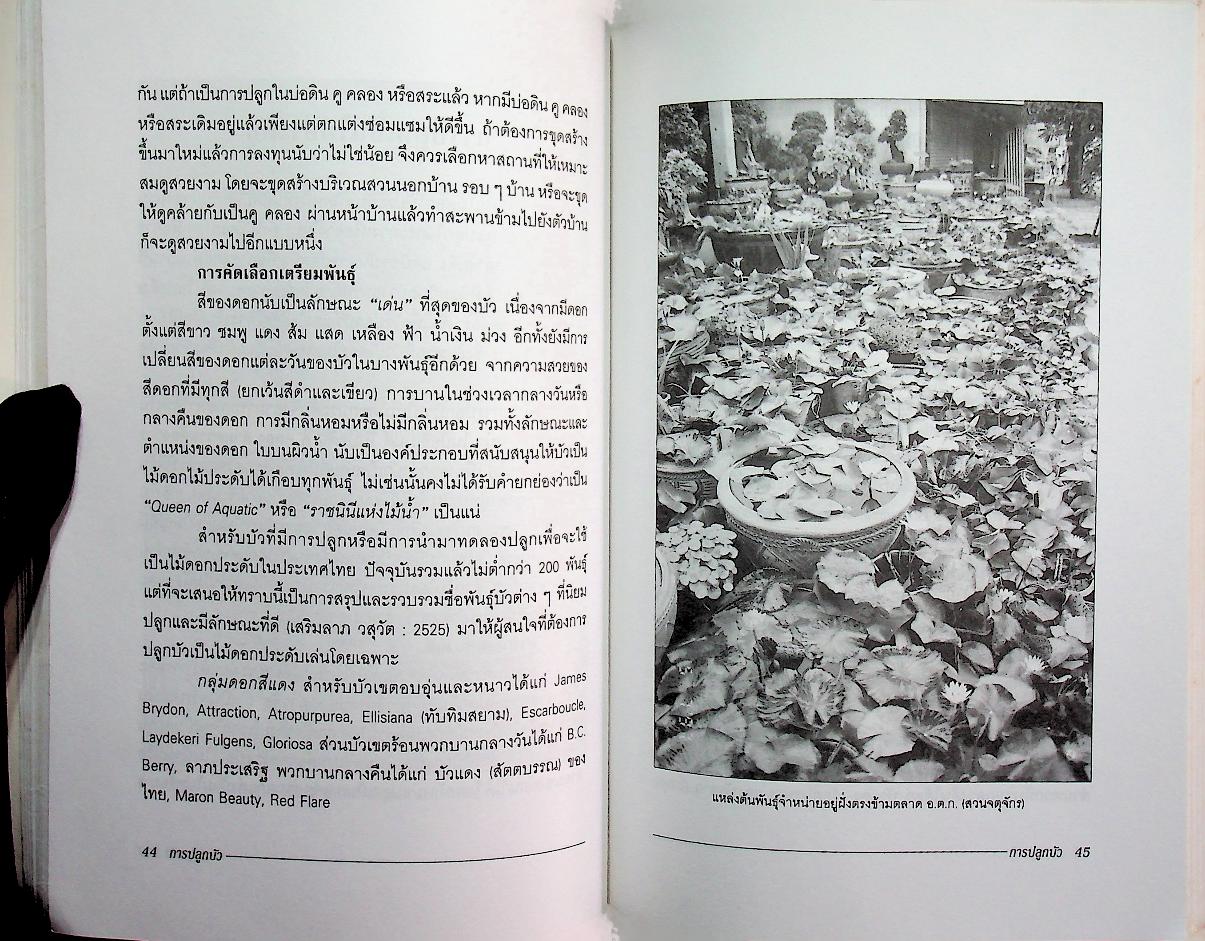 การปลูกบัว