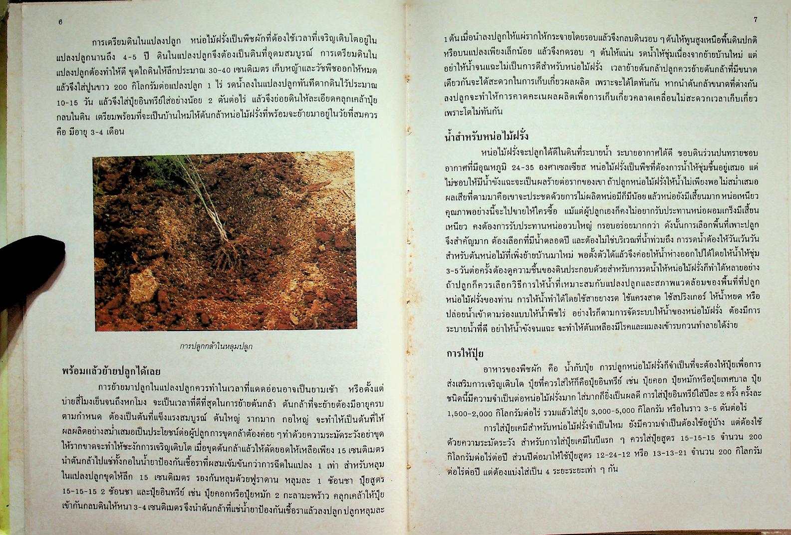 เกษตรธรรมชาติเชิงธุรกิจ พืชอุตสาหกรรม