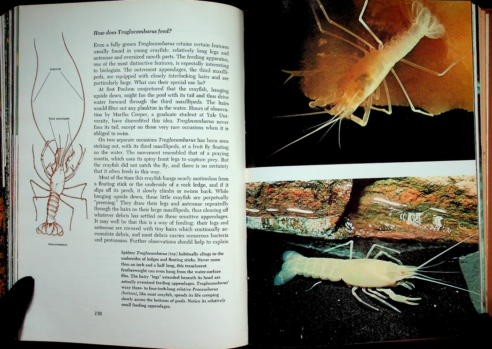 The Life of the Cave