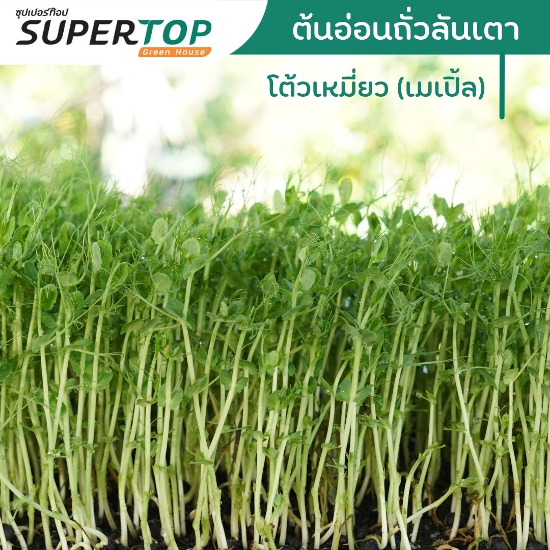 เมล็ดเพาะต้นอ่อน โต้วเหมี่ยว พันธุ์เมเปิ้ล (Pea Maple Microgreen) SUPERTOP ขนาด 1 KG.