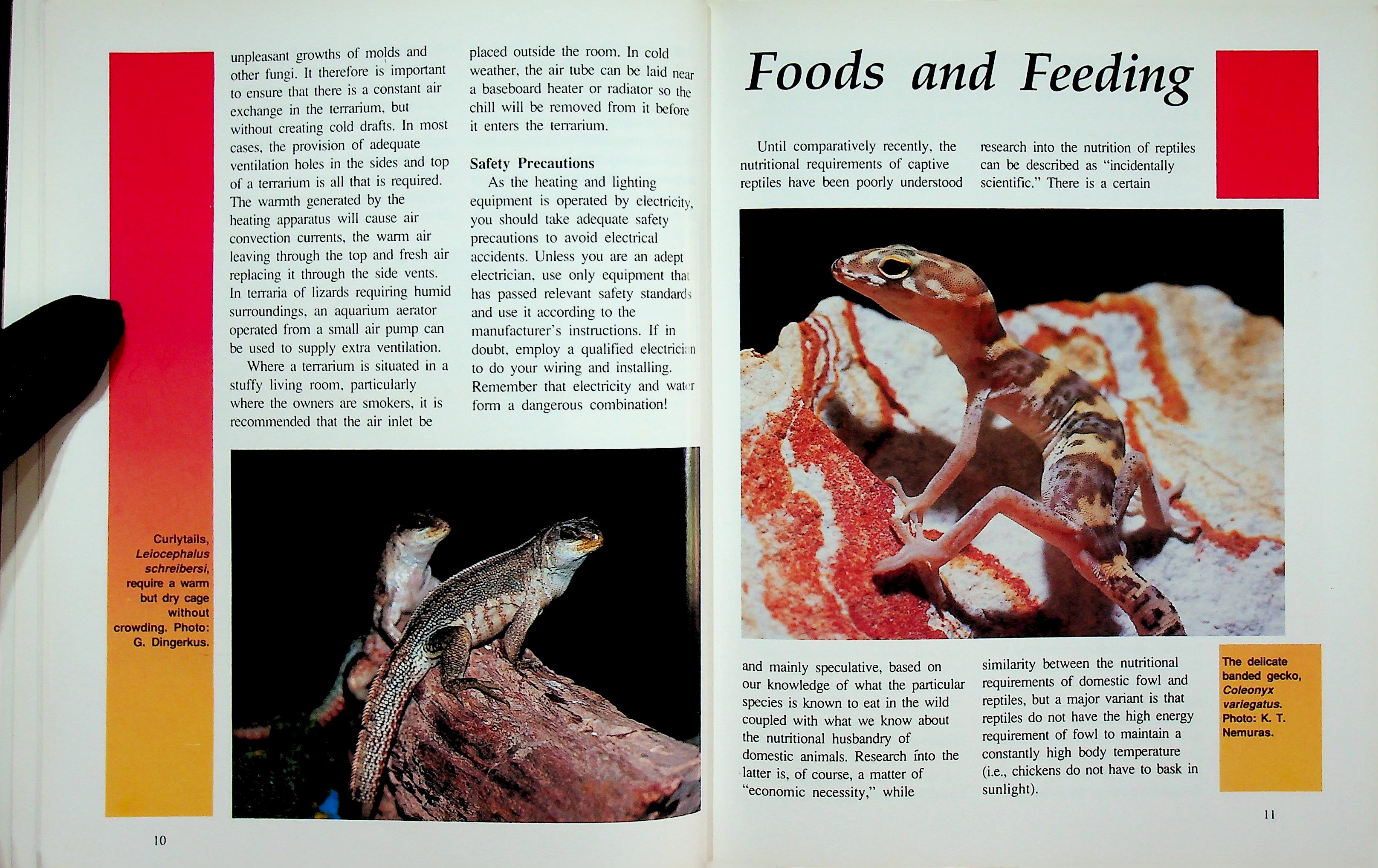 LIZARDS AS A NEW PET