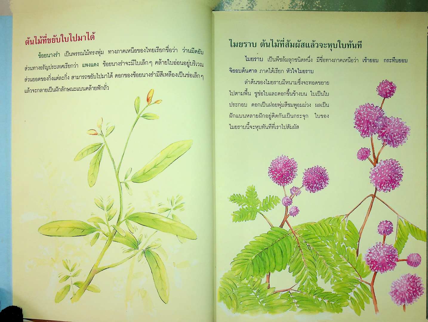 ธรรมชาติพิศดาร พืชพันธุ์