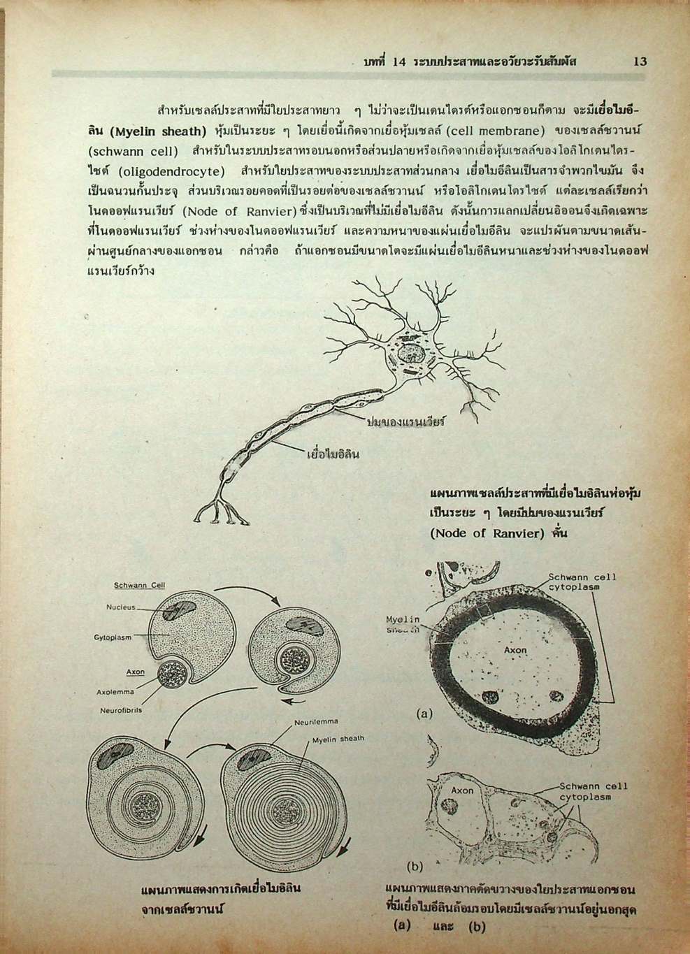 คู่มือเตรียมสอบ ชีววิทยา ม.6 เล่ม 5 ว 044