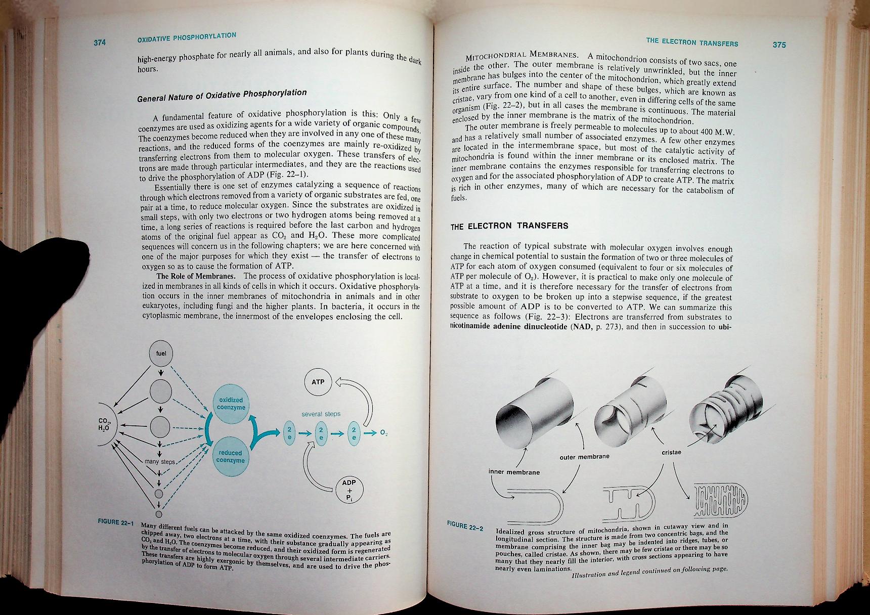 BIOCHEMISTRY A Functional Approach