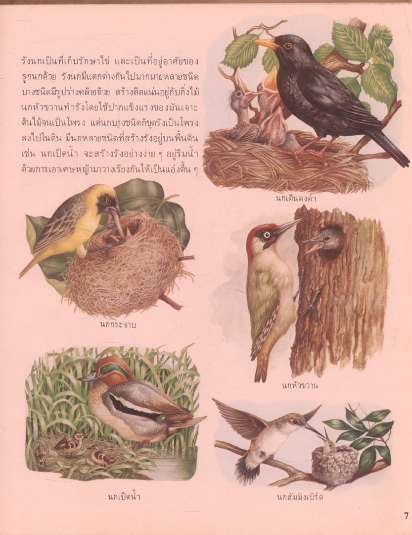 สารานุกรมเยาวชน นานาความรู้ชุดที่ 1 สัตว์เลือดอุ่น